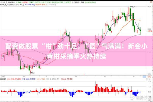 配资做股票 “柑”劲十足，“园”气满满！新会小青柑采摘季火热持续